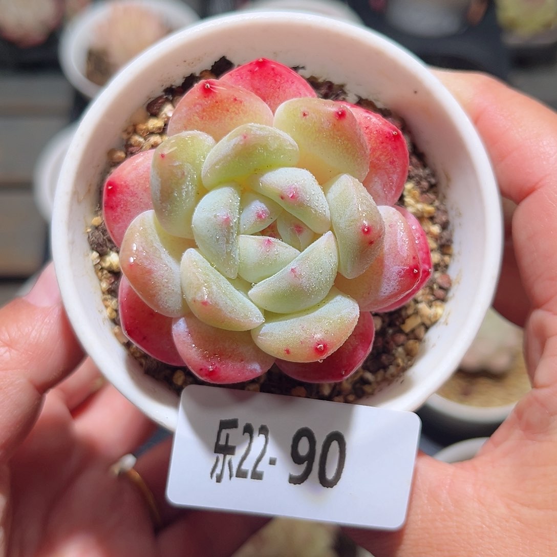 乐22-90刚毅单头