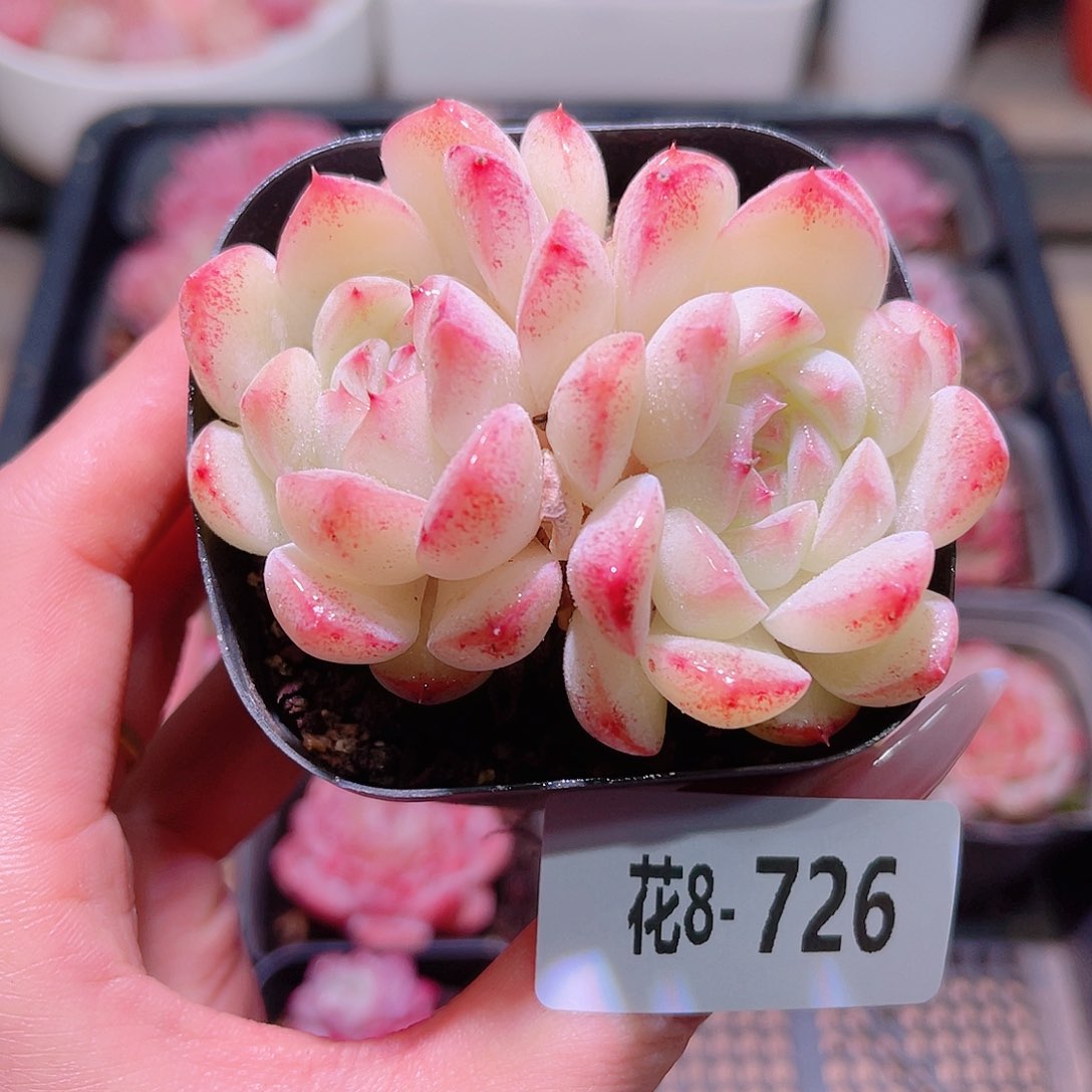 花利美8-726白桃汽水