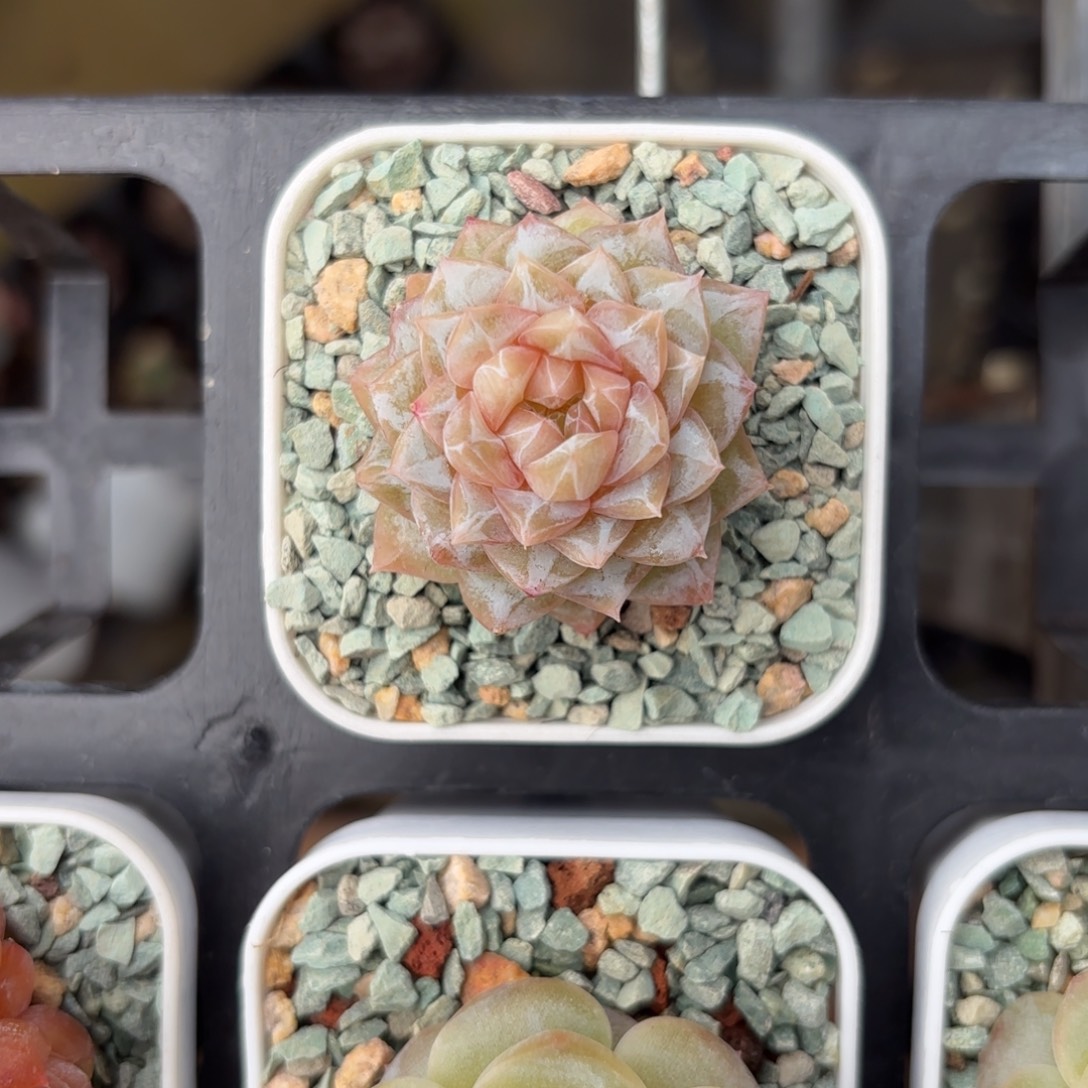 塔型糖心一物一拍