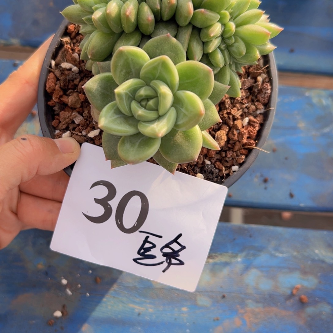 豆****哒30/不想好吃吧v不女女