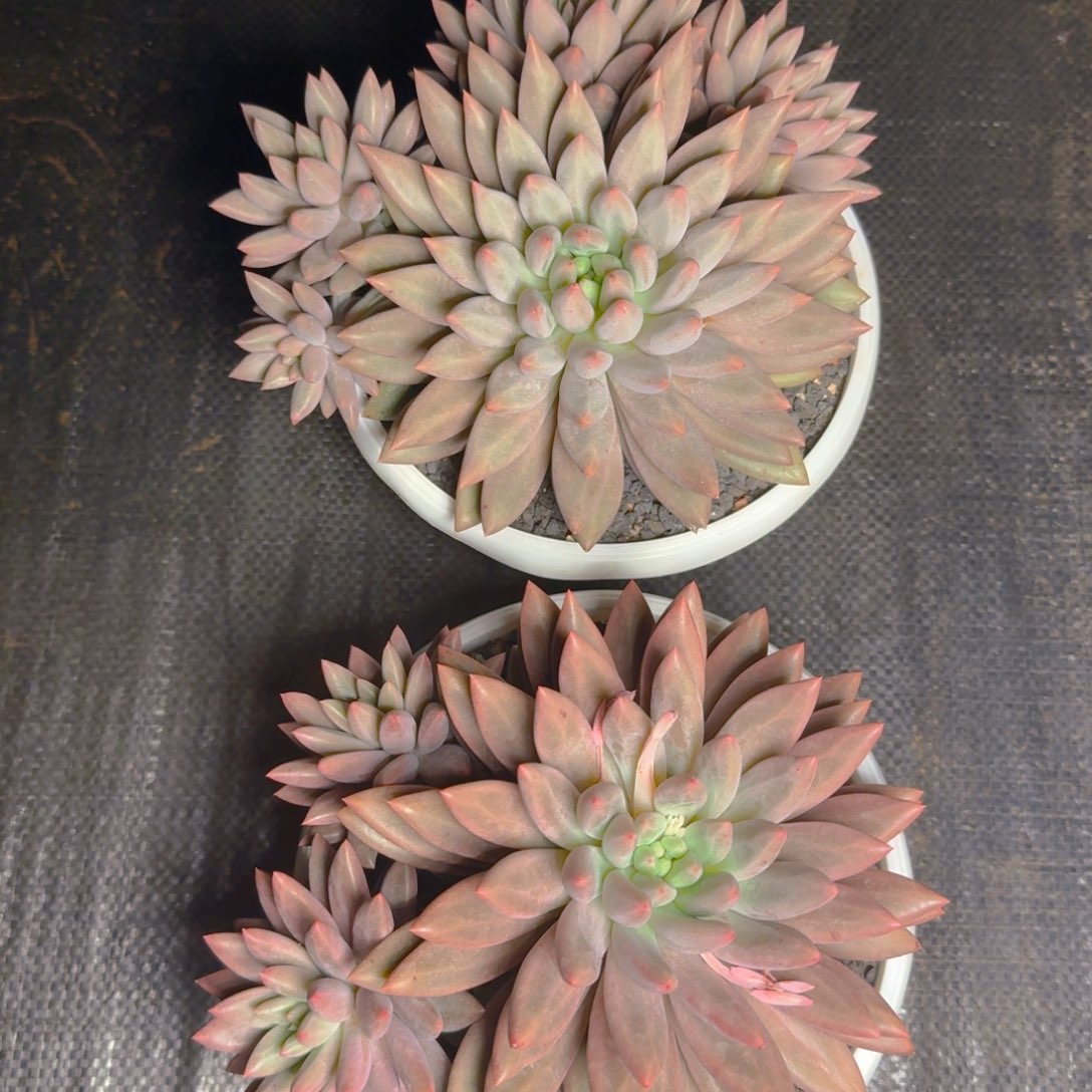 玻璃球福利11111111111111111