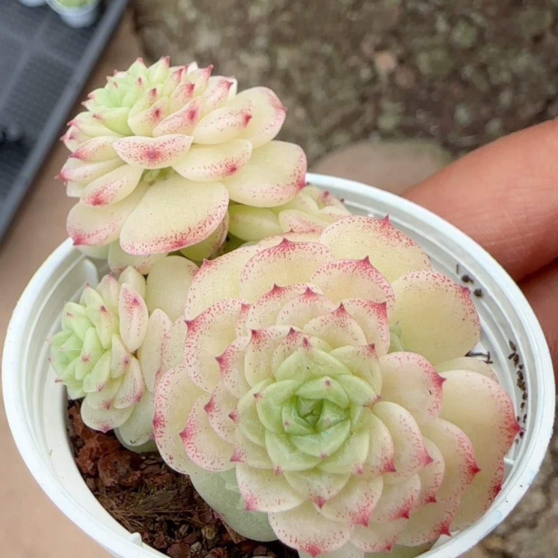 喜***喵【闪购商品】0214-159（ht-62）