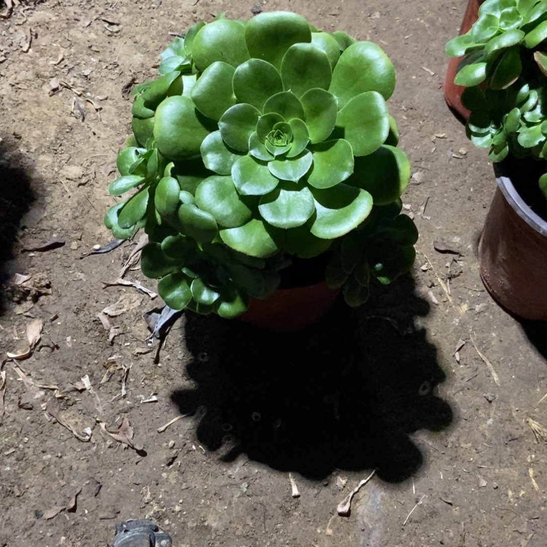 无花朵31号链接八尺镜法师