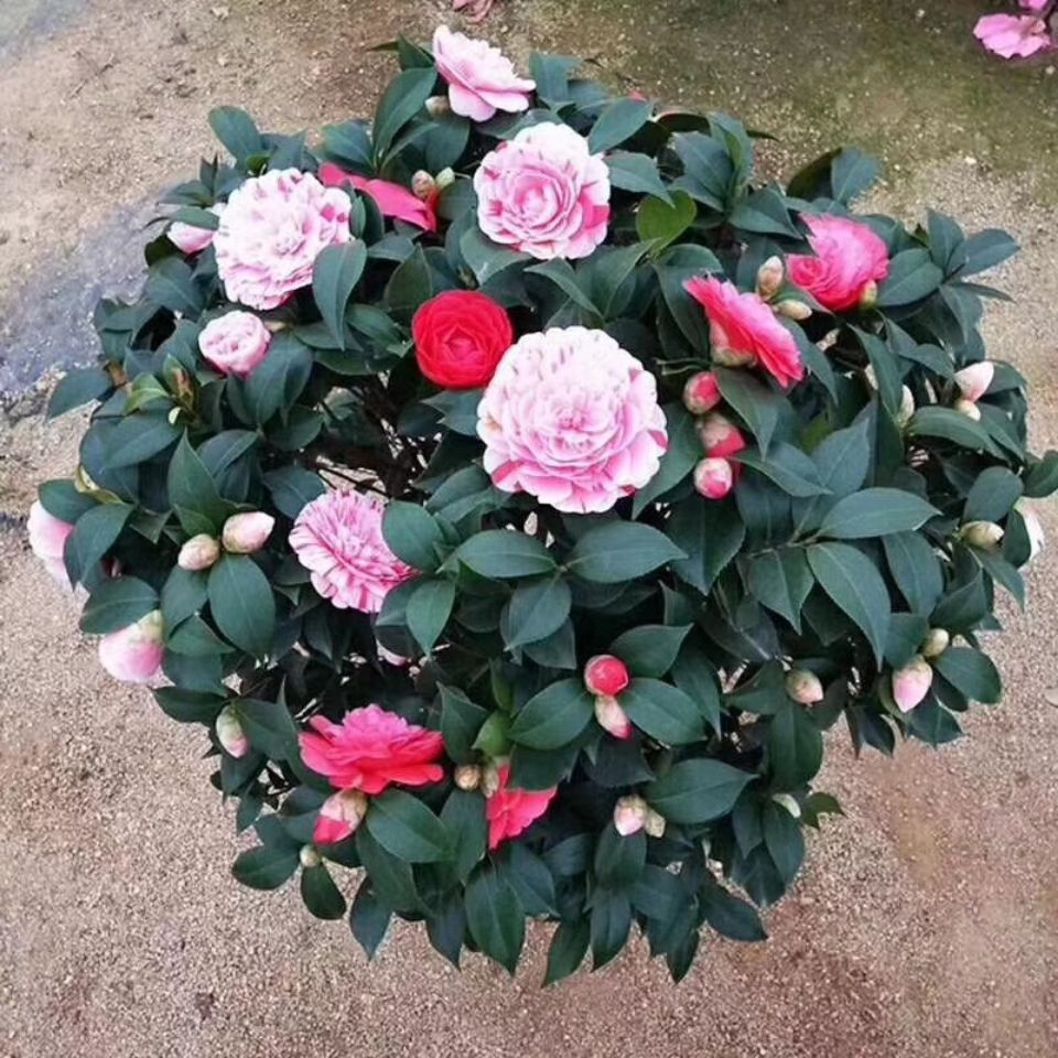 山茶花-五色赤丹-多型多样(开花一到两三个四五个色)