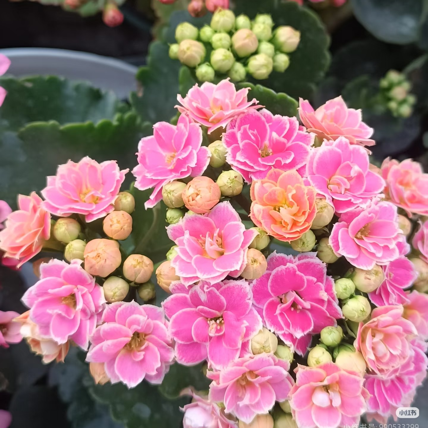 彩蝶 重瓣带花苞 120口径盆