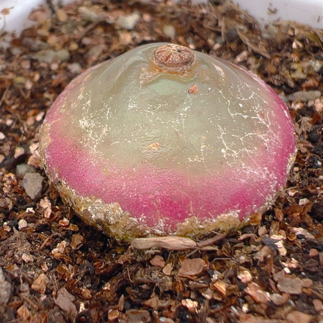 祁*@灯泡多肉植物百科