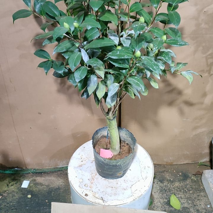 撒维达的梦198原盆