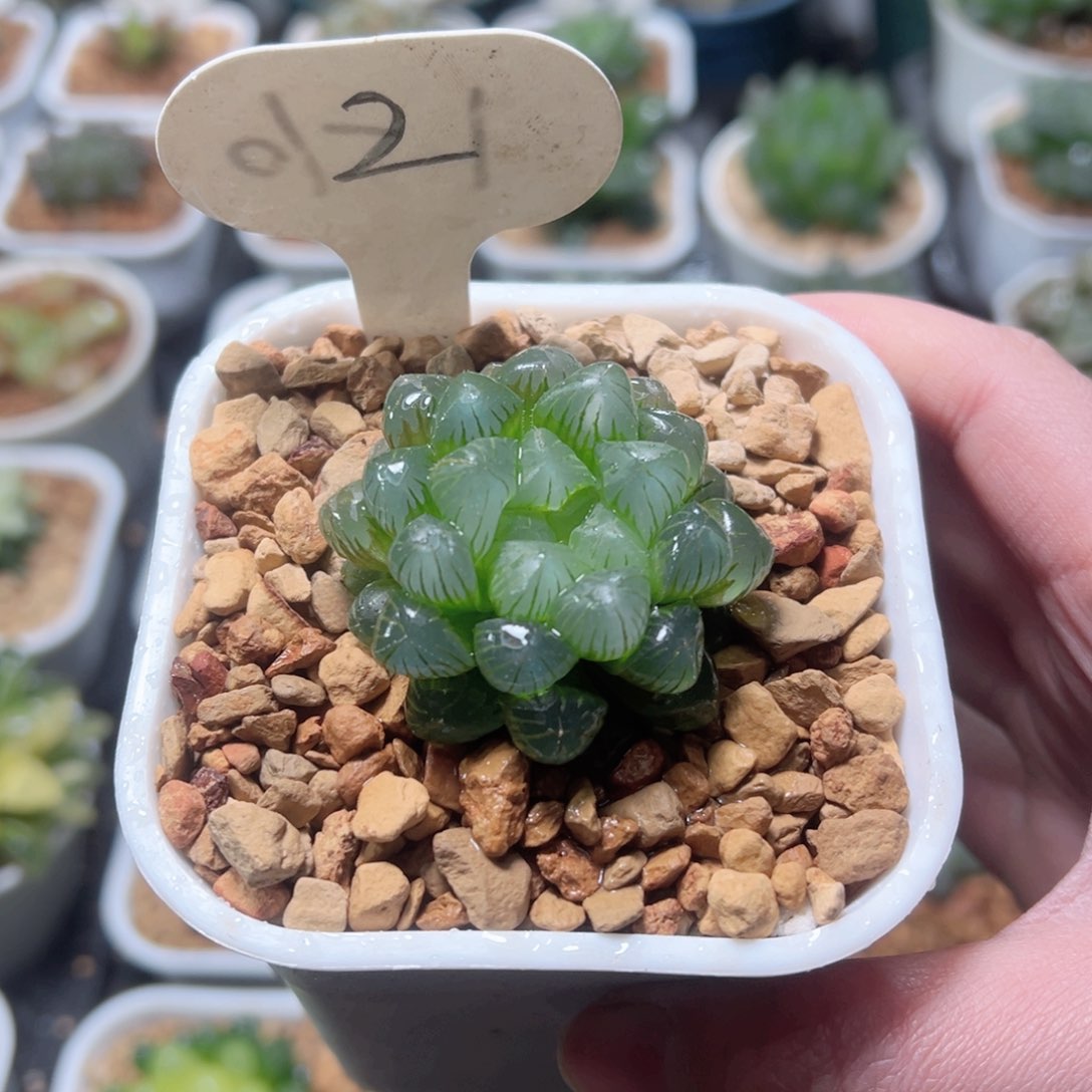 糯姬玉露多肉植物