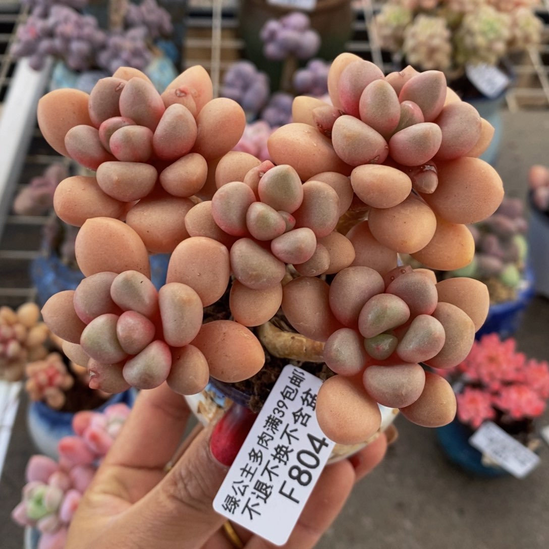 先锋派804/9cm多肉