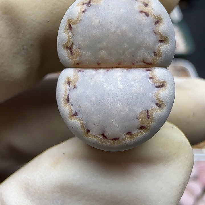 1256福利福利福利