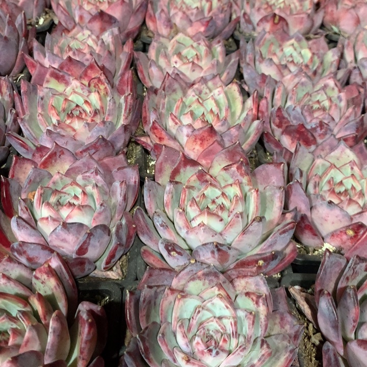 红拉糖多肉植物两单包邮