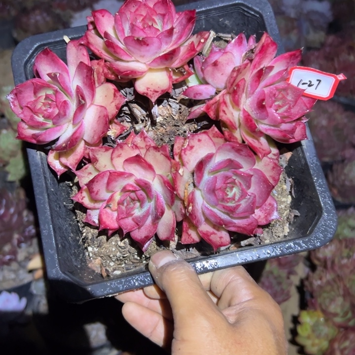 天****精品多肉植物老桩杂交