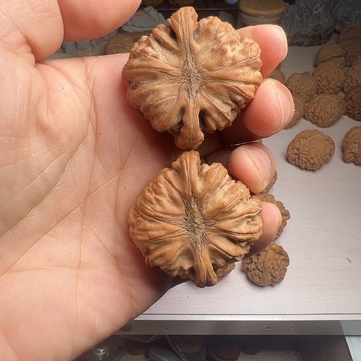 大眼睛白狮子狮子头