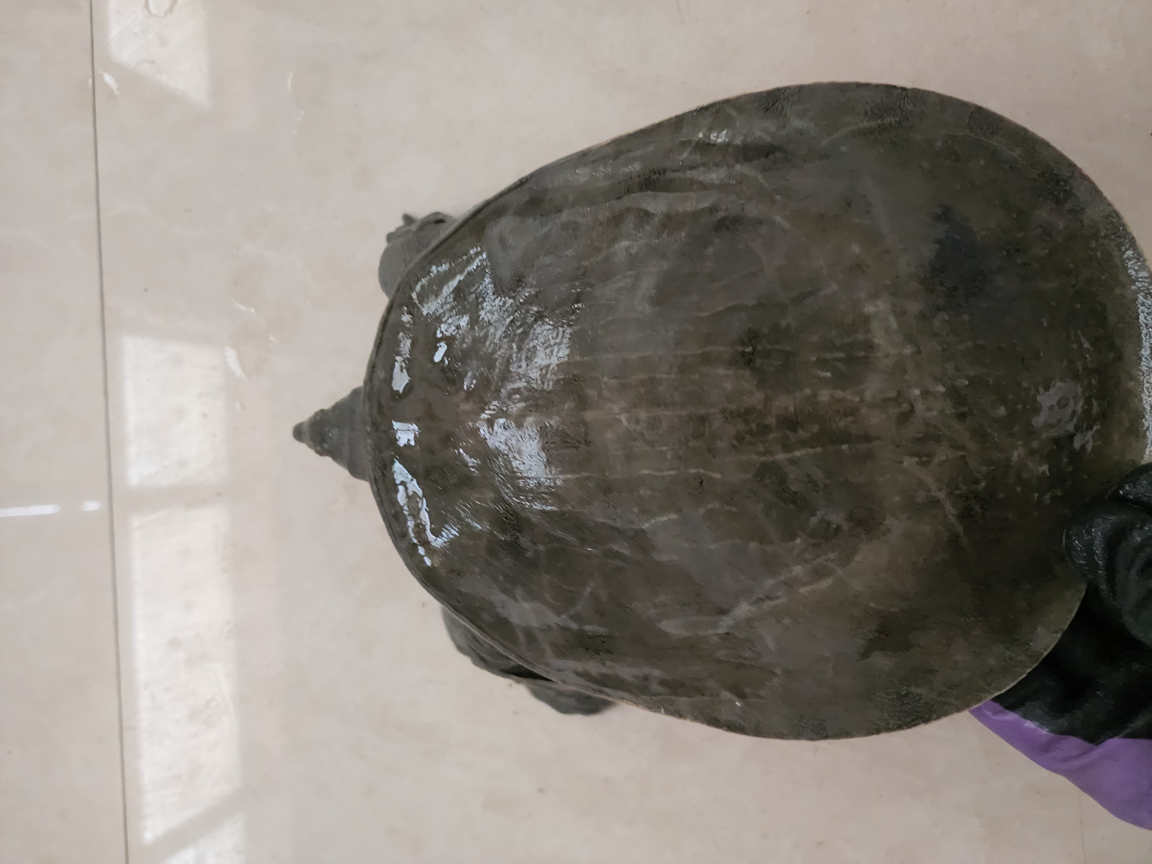 洞庭湖水大湖面深水生态甲鱼