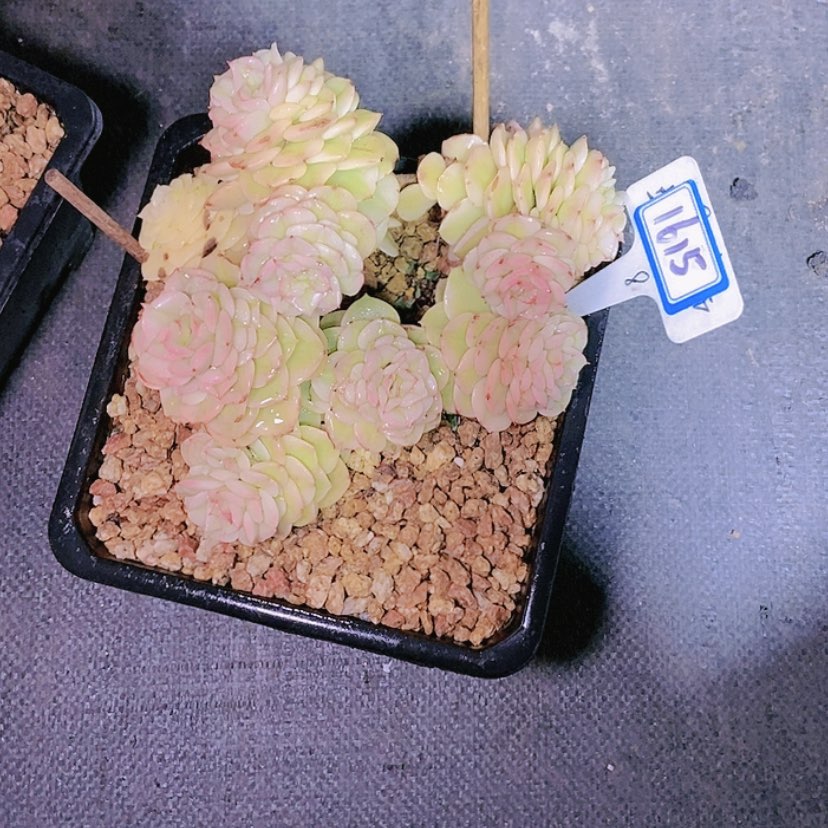 【闪购商品】?***?1615