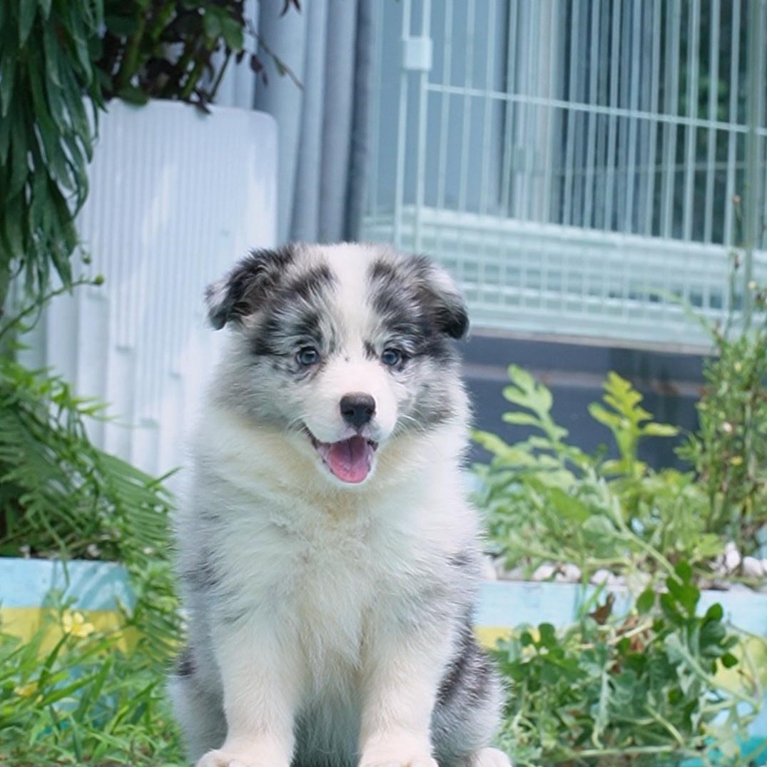 0714拍摄6号陨石边牧狗狗幼犬妹妹①7.25②8.21③9.7