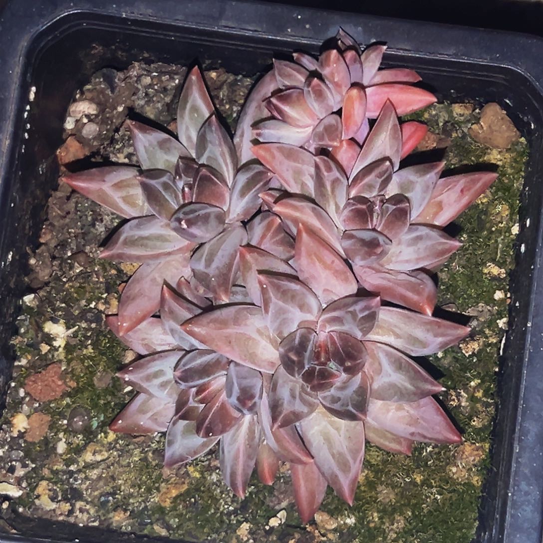 桔云多肉美人精品系列