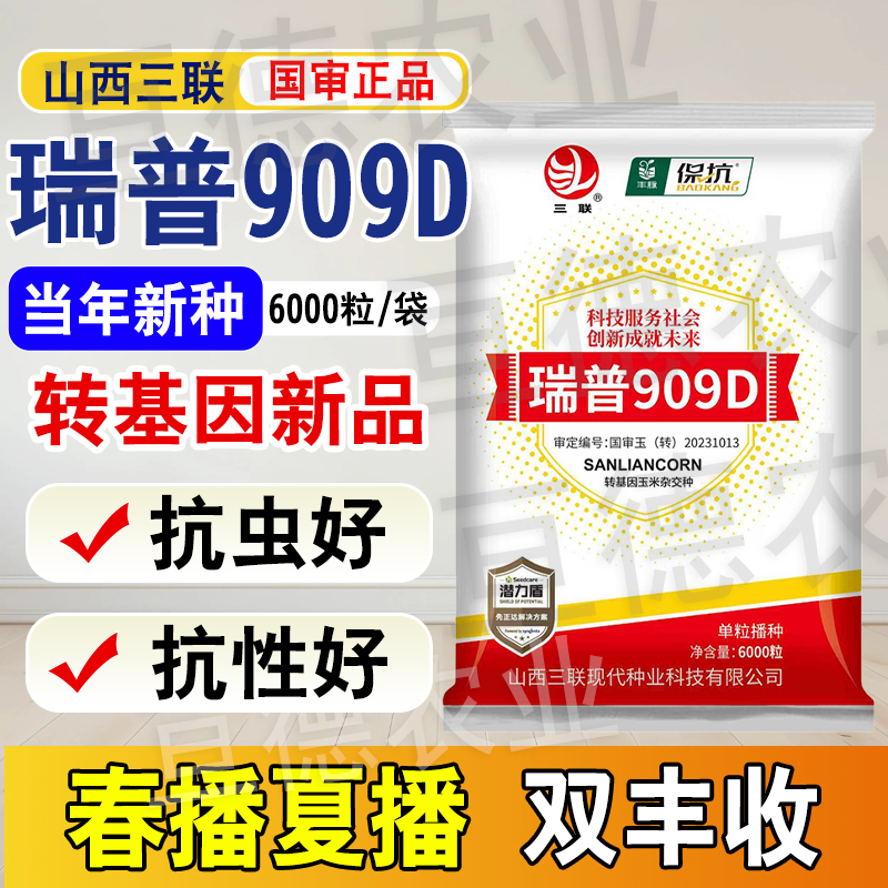 瑞普909D国审玉米种抗虫抗病抗性强更高产耐旱耐涝 