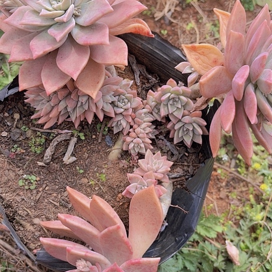 多肉植物。。。。。。。。。。。。。