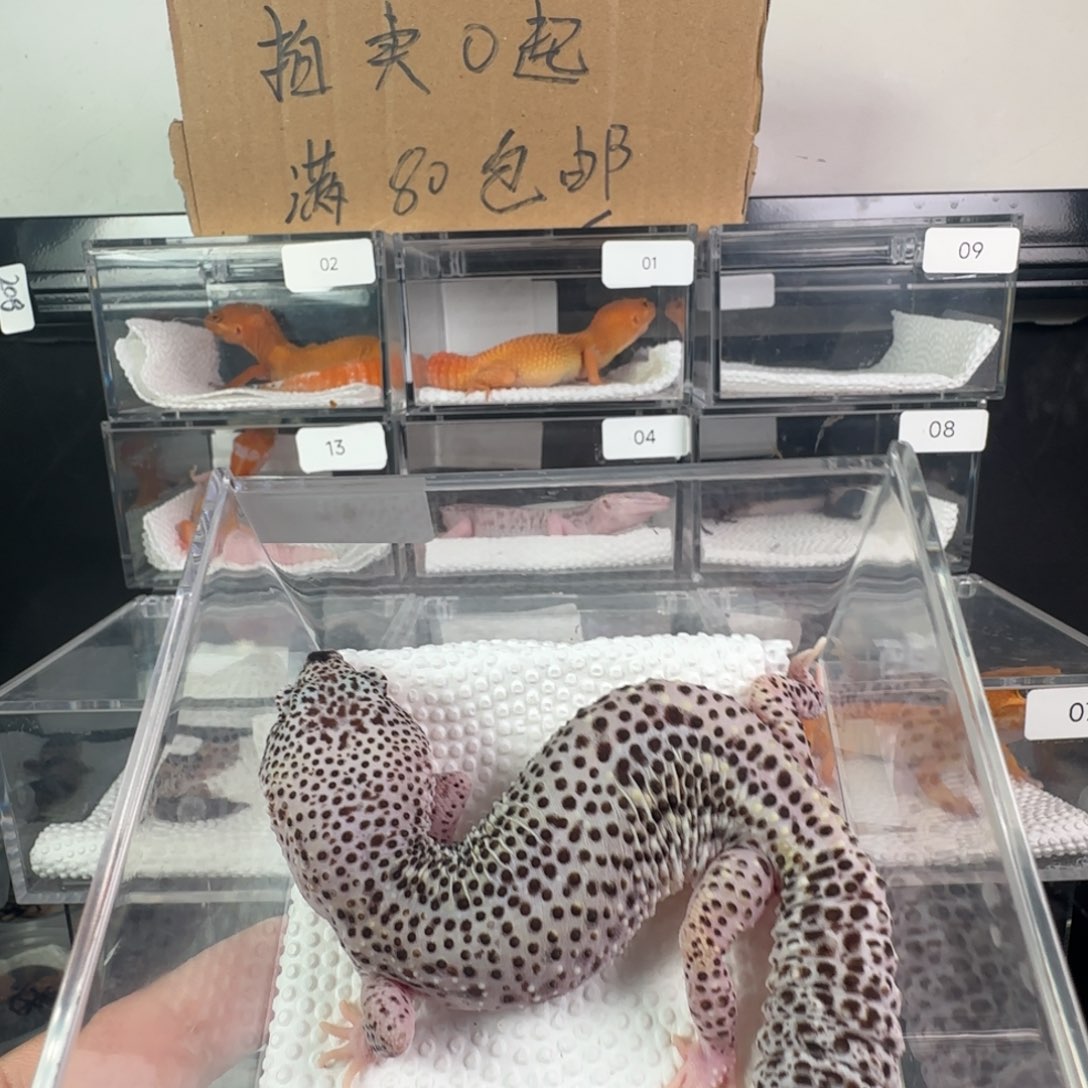 豹纹守宫雪花日食成体弟弟