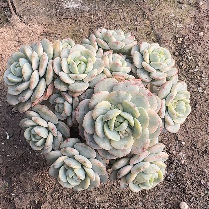 香草锦多头植物天猫的