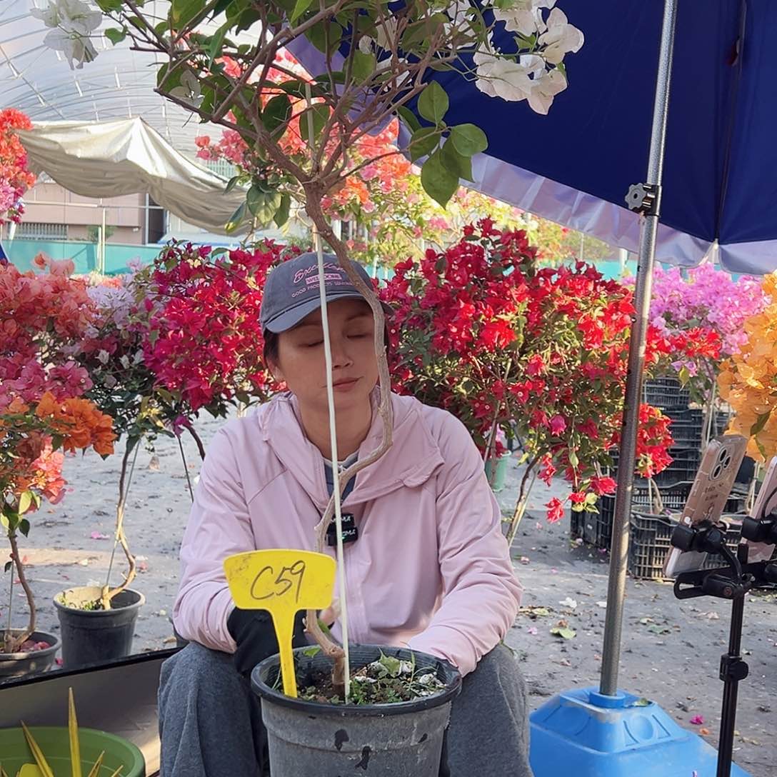 广***运大部分花苞少量开放C52口红
