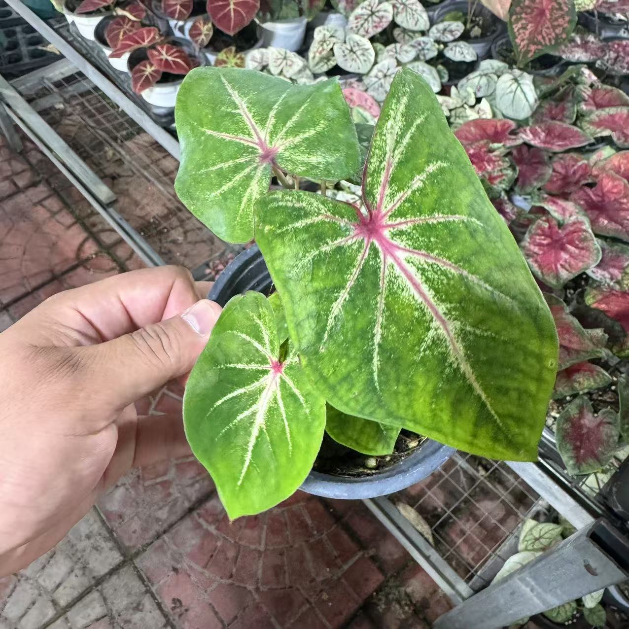 【粉云】彩叶芋耐热种球懒人植物观叶类盆栽