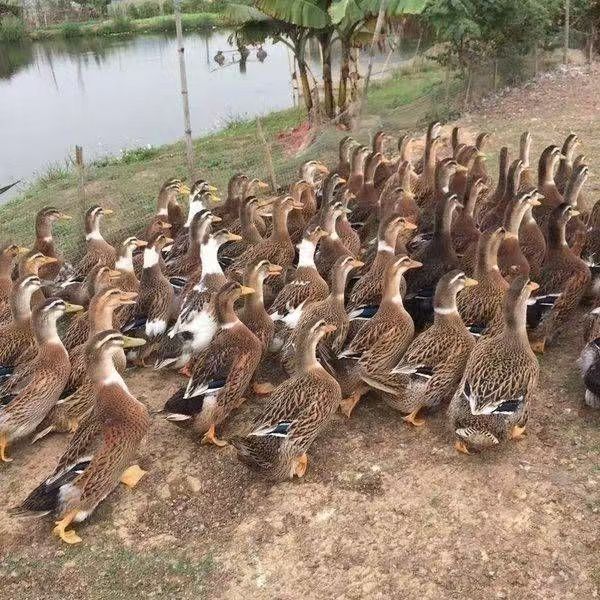 农村散养河套麻鸭子