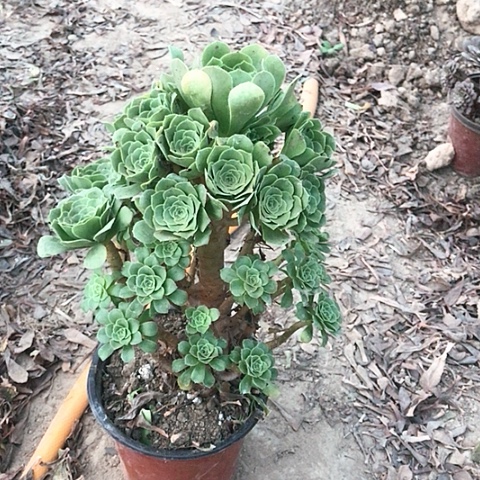 绿玫瑰法师多肉植物32