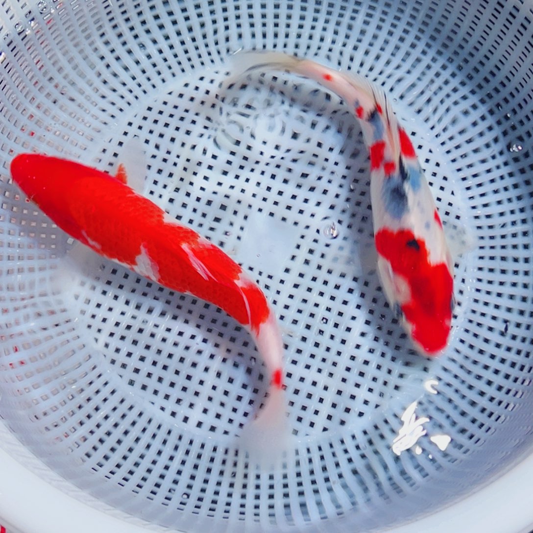 锦鲤锦鲤观赏鱼6666