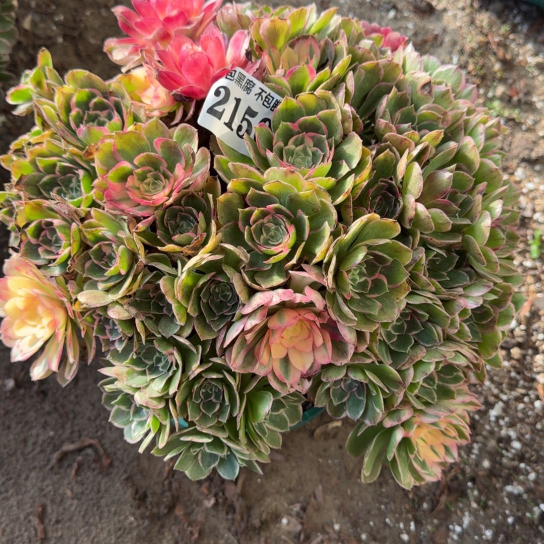 法师 丘比特有断2150 17-22