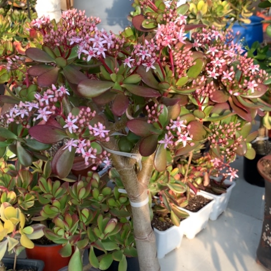 强*966紫叶脱土发货