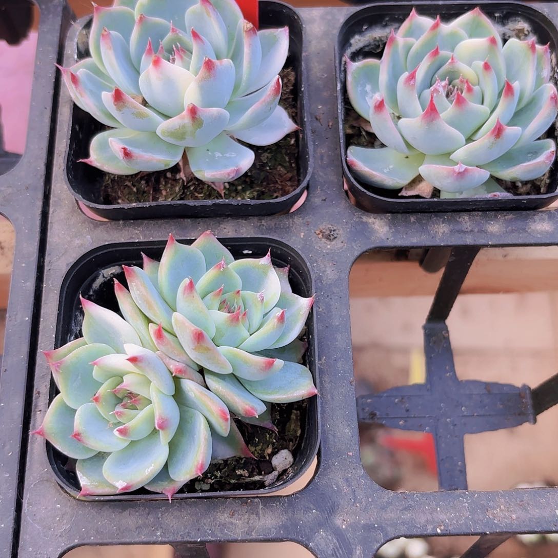 精品吉娃娃多肉植物