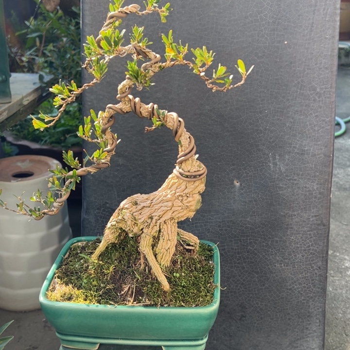 无花朵精品老桩雀舌黄杨盆景