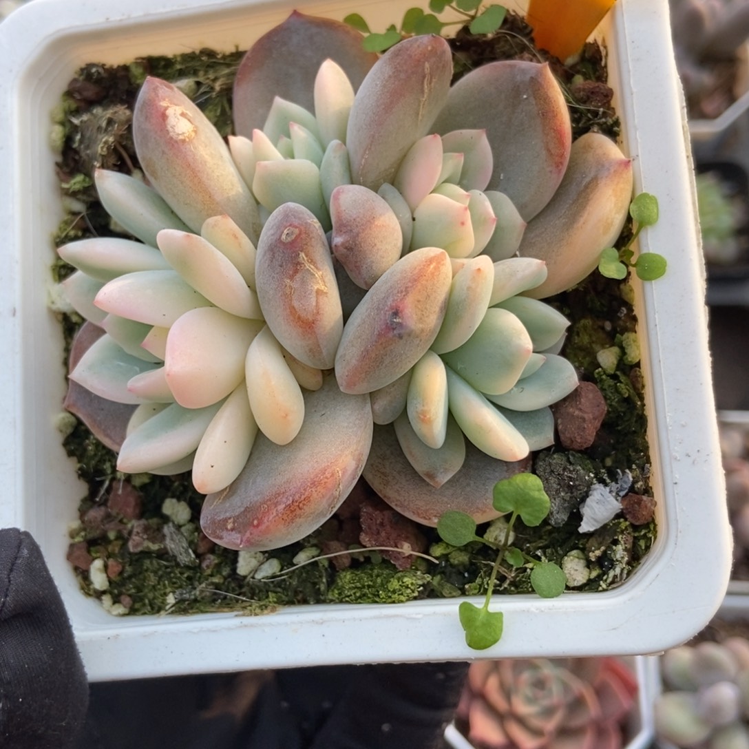 2108梦露锦多肉zhiwu