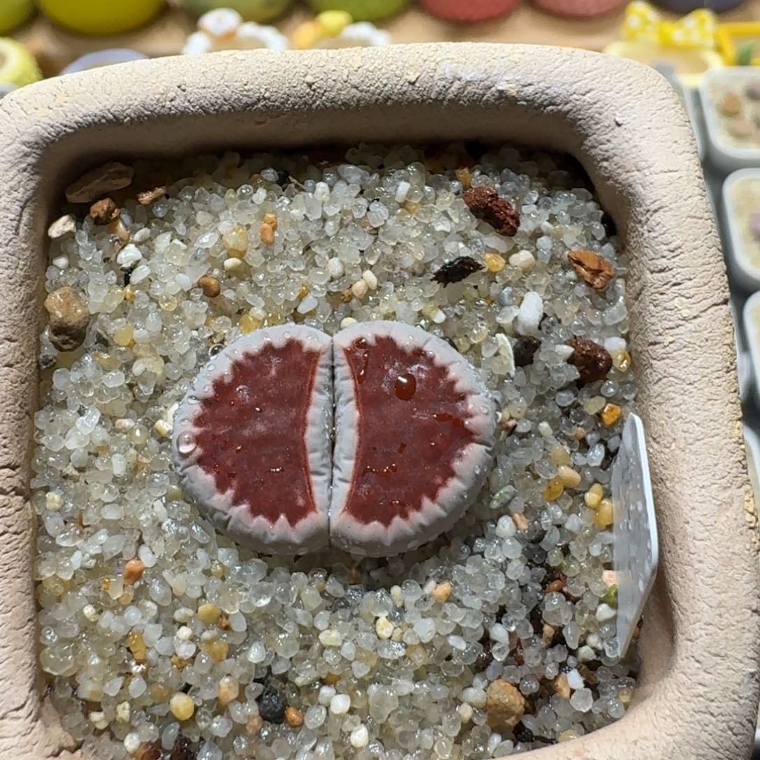 红红窗生石花美丽