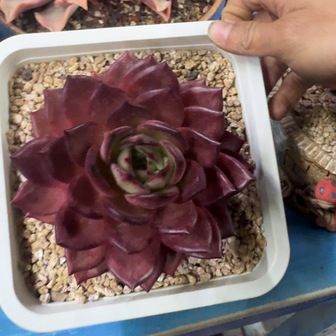 多肉植物多肉植物