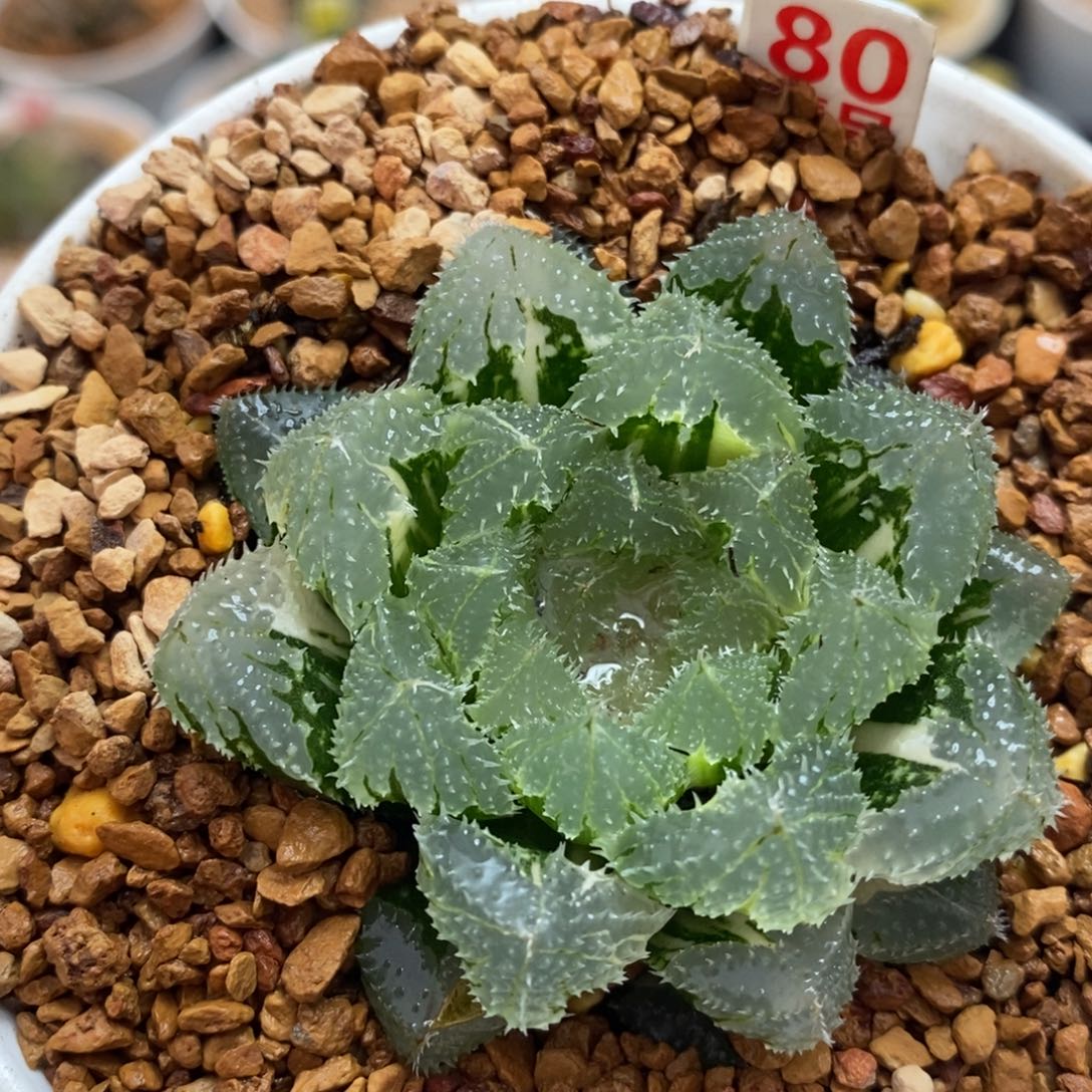 80玄冰十二卷多肉