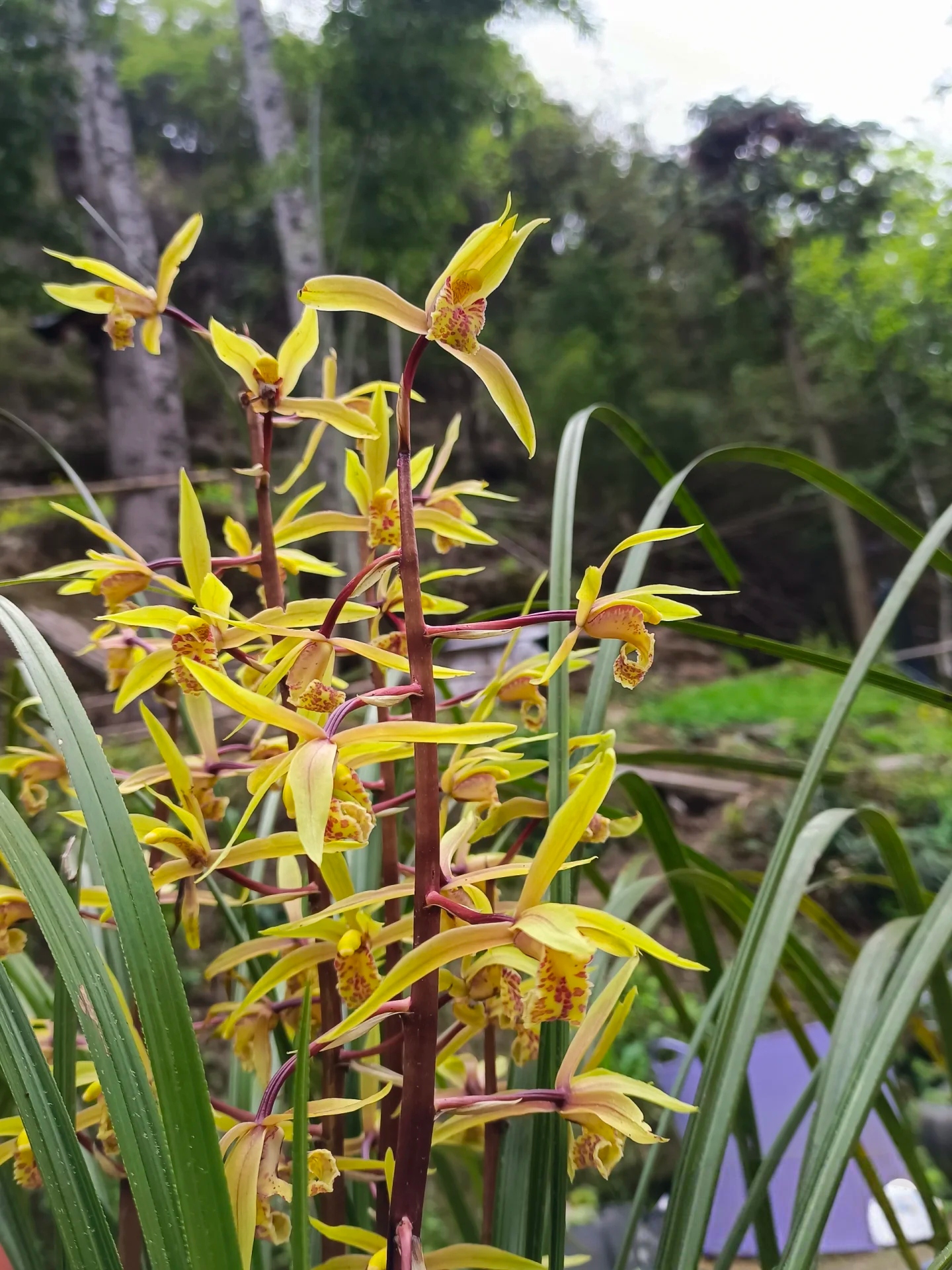 家养绿植秦岭蕙兰
