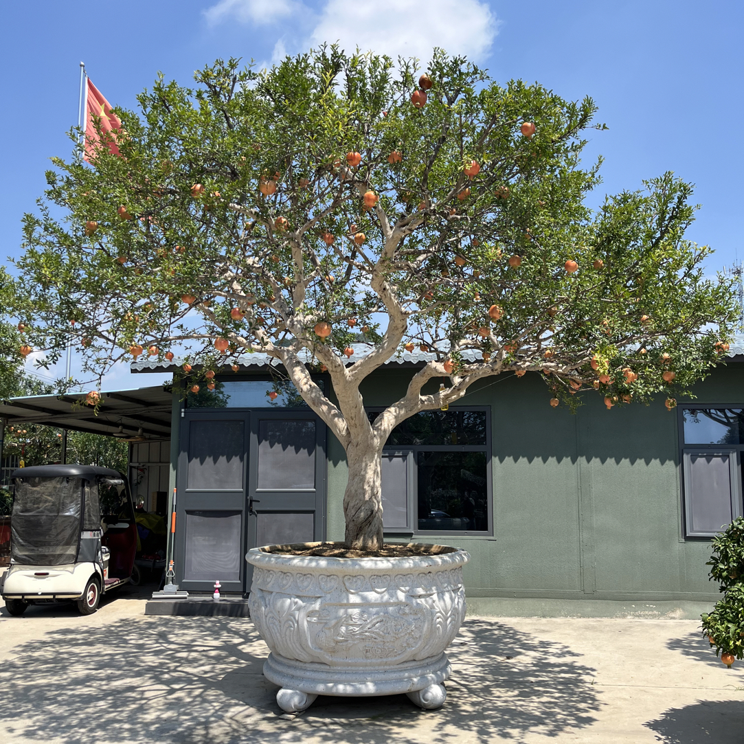 庭院大红袍盆景地景   直播间实物展示一物一拍植物盆栽