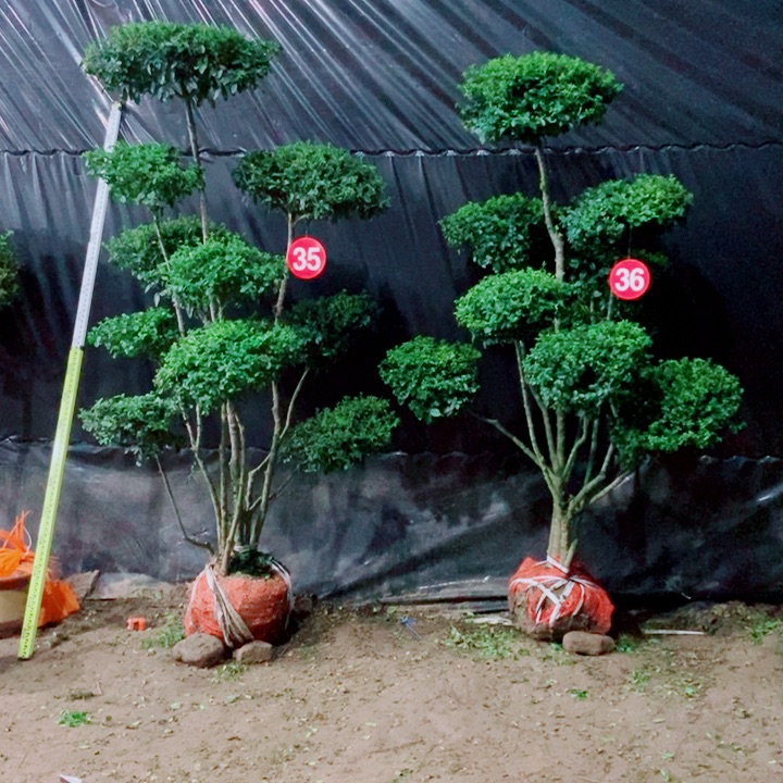 不开花植物一物一拍一物一拍