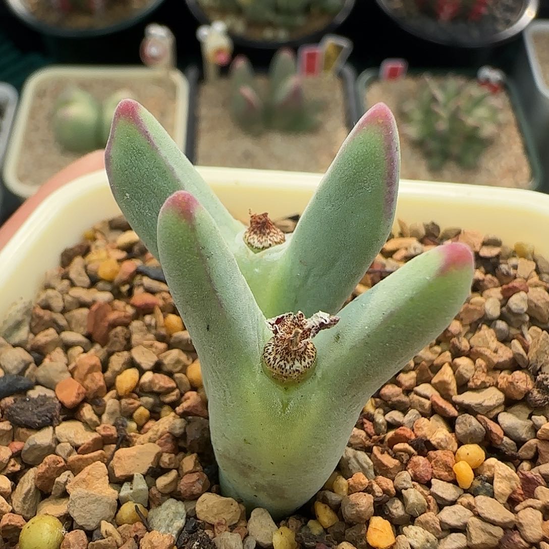 无花朵超绒皮卡丘