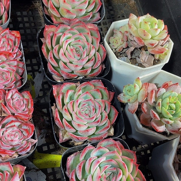 单头侧影带哦盆土发