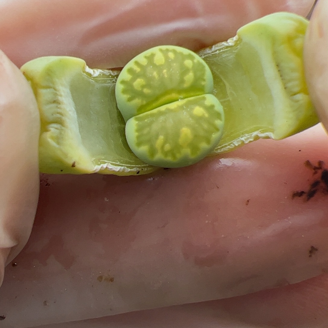 0688号 绿菊 多肉植物