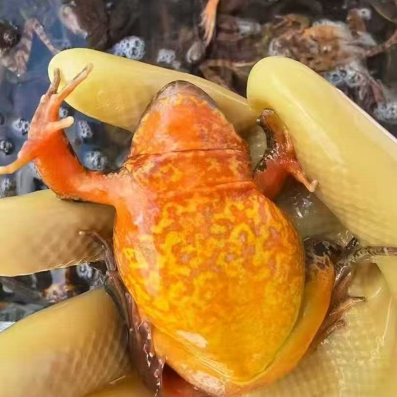 东北林蛙   河鲜  送东北老式豆瓣酱