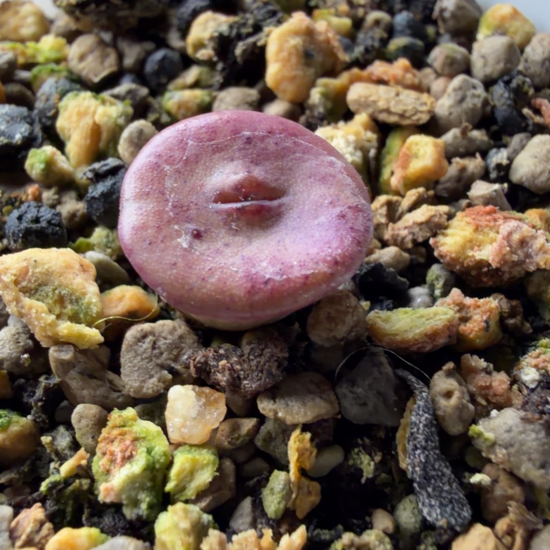 ****^590号金币母本一颗