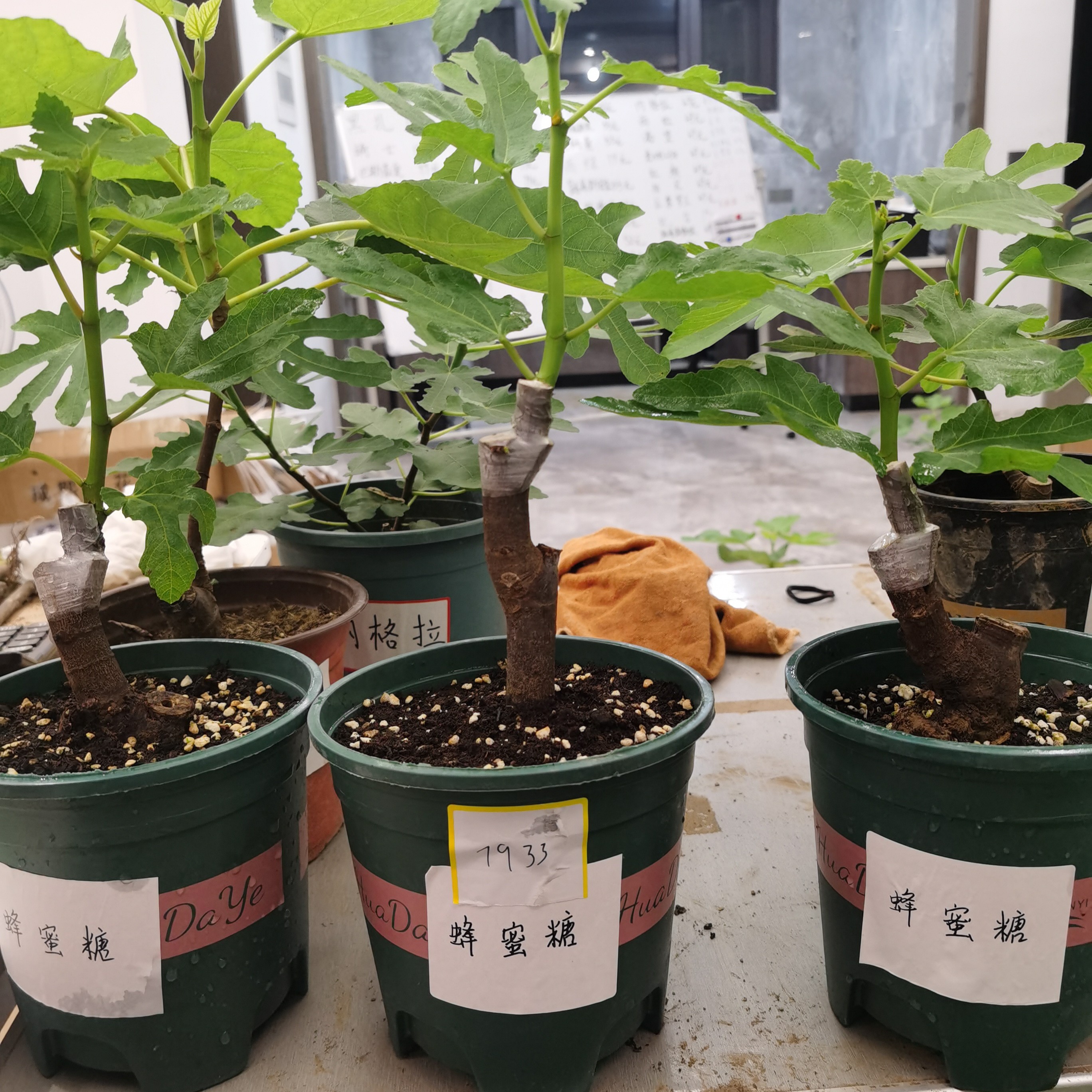 蜂蜜糖久留米(盆栽地栽)