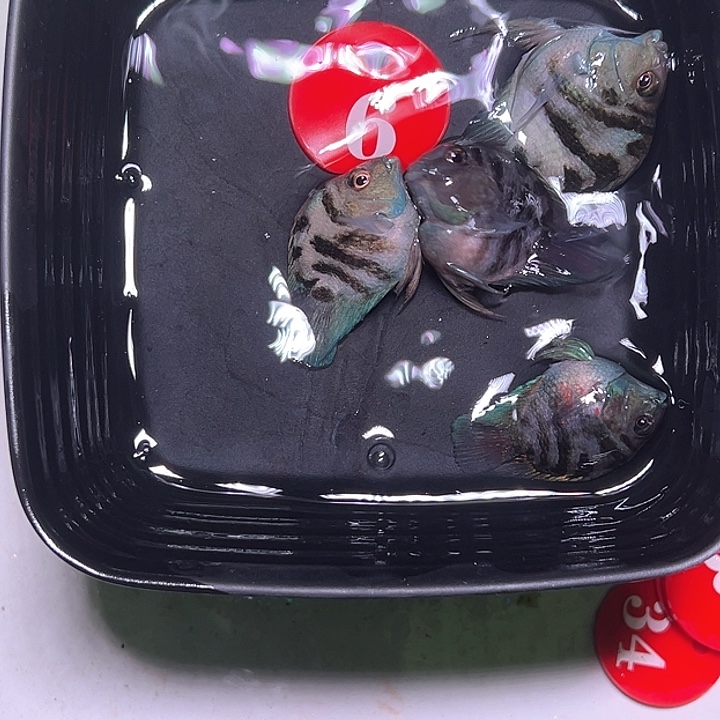 鹦鹉鱼6号，宝蓝摩卡各一对