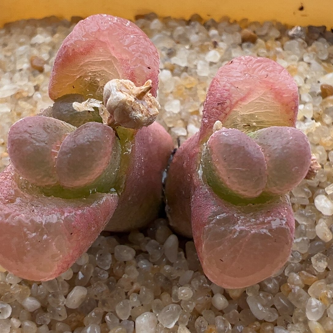 244优选sw 肯哈德三头母本绝绝子