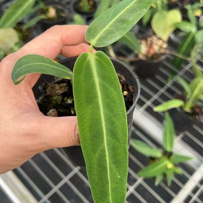 火鹤王花烛火鹤后天南星科室内观叶绿植